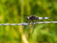 Spitzenfleck Libelle Männchen